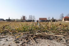 Fot. Jakub Sałek - Trawa